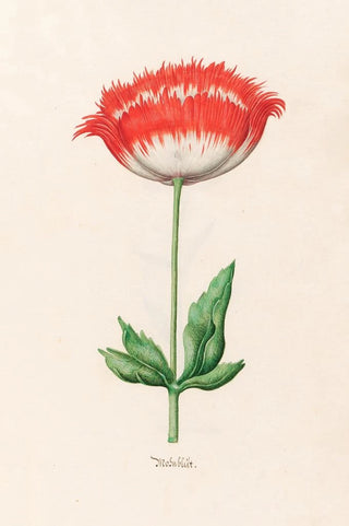 Magdelena Rosina Funck - Mohnblt.webp