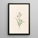 Molle - Magdalena Rosina Funck — framed artwork on a wall