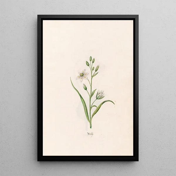 Molle - Magdalena Rosina Funck — framed artwork on a wall