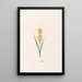 Muscari - Magdalena Rosina Funck — framed artwork on a wall