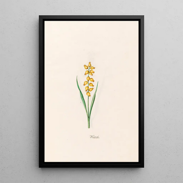 Muscari - Magdalena Rosina Funck — framed artwork on a wall