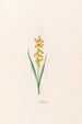 Muscari - Magdalena Rosina Funck — artwork view