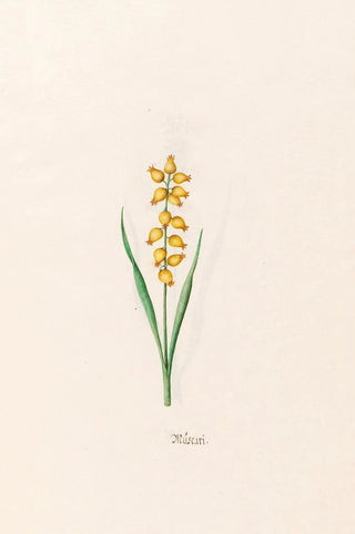 Muscari - Magdalena Rosina Funck — artwork view