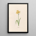 Narcisse - Magdalena Rosina Funck — framed artwork on a wall