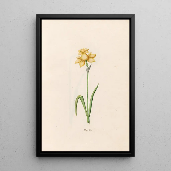 Narcisse - Magdalena Rosina Funck — framed artwork on a wall