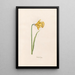 Narcisse lion - Magdalena Rosina Funck — framed artwork on a wall