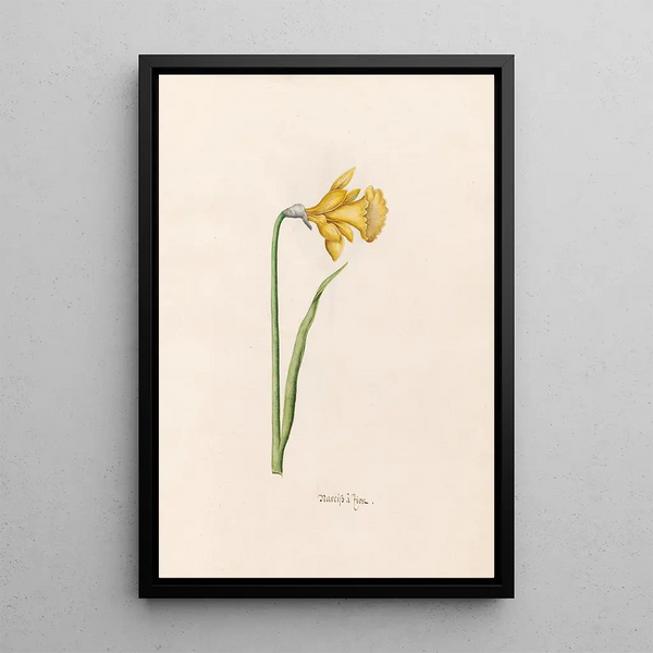 Narcisse lion - Magdalena Rosina Funck — framed artwork on a wall
