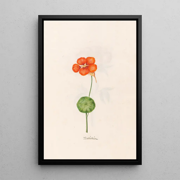 Capucine - Magdalena Rosina Funck — framed artwork on a wall
