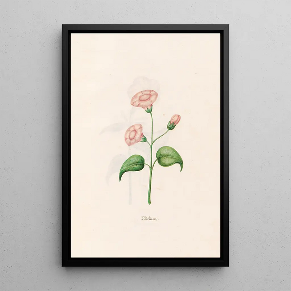 Nicotiana - Magdalena Rosina Funck — framed artwork on a wall