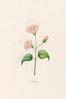 Nicotiana - Magdalena Rosina Funck — artwork view