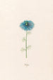 Nigelle - Magdalena Rosina Funck — artwork view