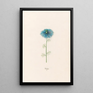 Magdelena Rosina Funck - Nigellx Nigella.webp