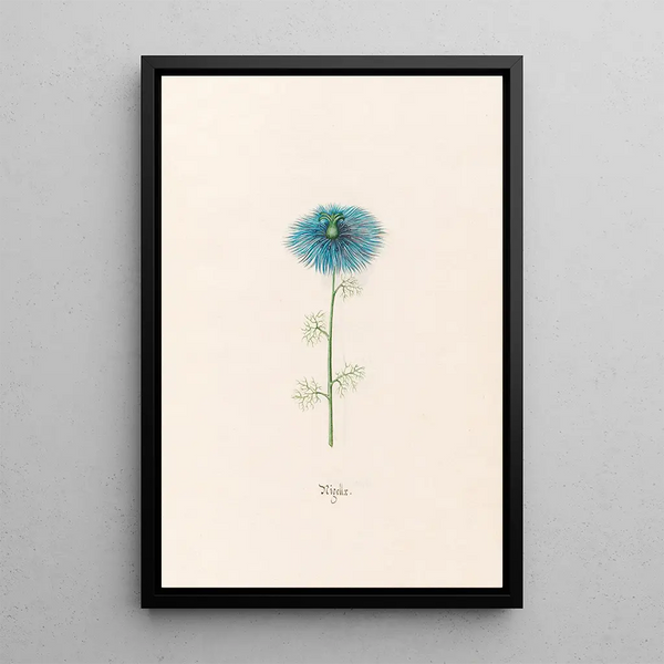 Nigelle - Magdalena Rosina Funck — framed artwork on a wall