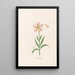 Laurier-rose - Magdalena Rosina Funck — framed artwork on a wall