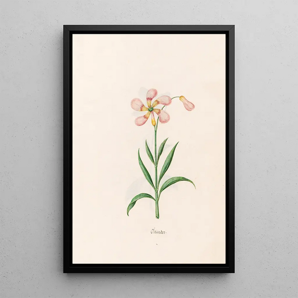 Laurier-rose - Magdalena Rosina Funck — framed artwork on a wall