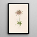Rose of Passion - Magdalena Rosina Funck — framed artwork on a wall