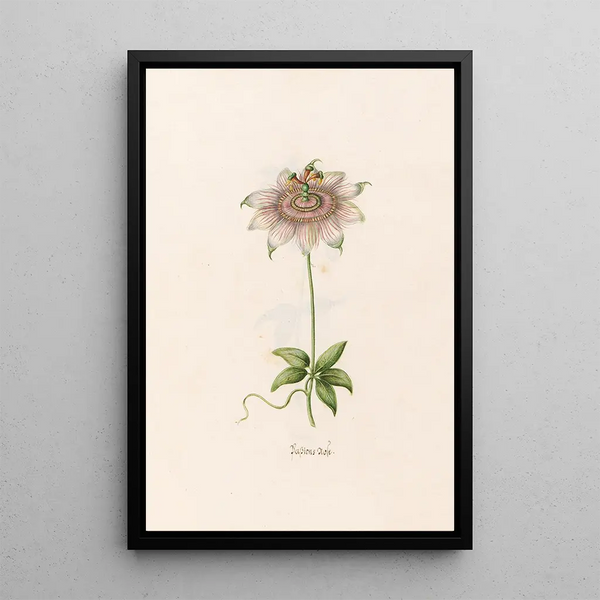 Rose of Passion - Magdalena Rosina Funck — framed artwork on a wall