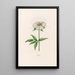 Peony - Magdalena Rosina Funck — framed artwork on a wall