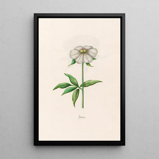 Magdelena Rosina Funck - Peonia Peony.webp