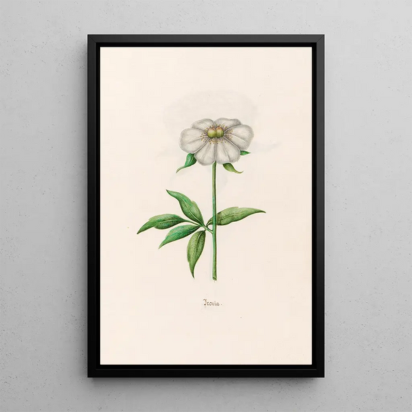 Peony - Magdalena Rosina Funck — framed artwork on a wall