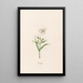 Phalangium - Magdalena Rosina Funck — framed artwork on a wall
