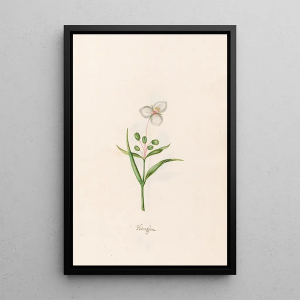 Phalangium - Magdalena Rosina Funck — framed artwork on a wall