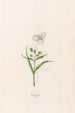Phalangium - Magdalena Rosina Funck — artwork view