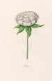 Peony - Magdalena Rosina Funck — artwork view