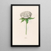 Peony - Magdalena Rosina Funck — framed artwork on a wall