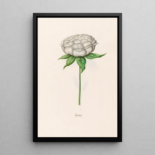 Peony - Magdalena Rosina Funck — framed artwork on a wall