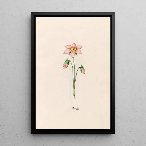 Gypsophile - Magdalena Rosina Funck — framed artwork on a wall