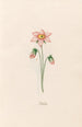 Gypsophile - Magdalena Rosina Funck — artwork view