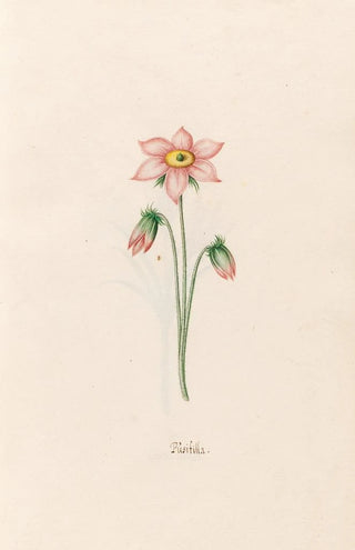 Magdelena Rosina Funck - Psifilla.webp