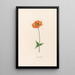 Ranunculus - Magdalena Rosina Funck — framed artwork on a wall