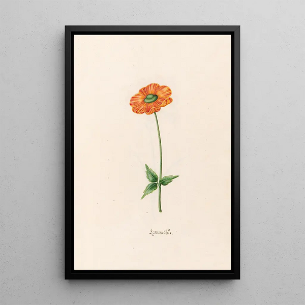 Ranunculus - Magdalena Rosina Funck — framed artwork on a wall