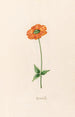 Ranunculus - Magdalena Rosina Funck — artwork view