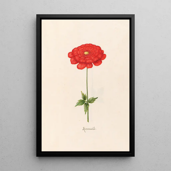 Water Lilies - Magdalena Rosina Funck — framed artwork on a wall