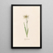 Narcissus tearing - Magdalena Rosina Funck — framed artwork on a wall