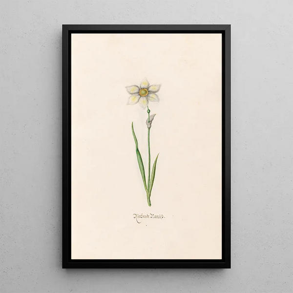 Narcissus tearing - Magdalena Rosina Funck — framed artwork on a wall