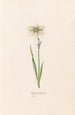 Narcissus tearing - Magdalena Rosina Funck — artwork view