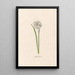 Romain Narcissus - Magdalena Rosina Funck — framed artwork on a wall