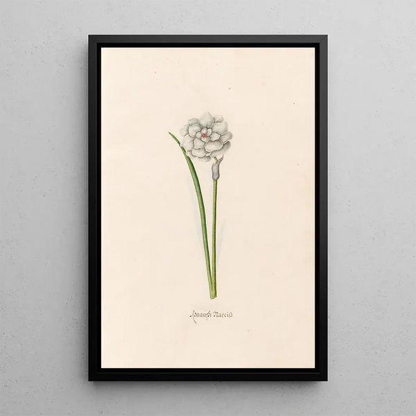 Romain Narcissus - Magdalena Rosina Funck — framed artwork on a wall