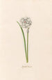 Romain Narcissus - Magdalena Rosina Funck — artwork view