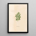 Rose de Jéricho - Magdalena Rosina Funck — framed artwork on a wall