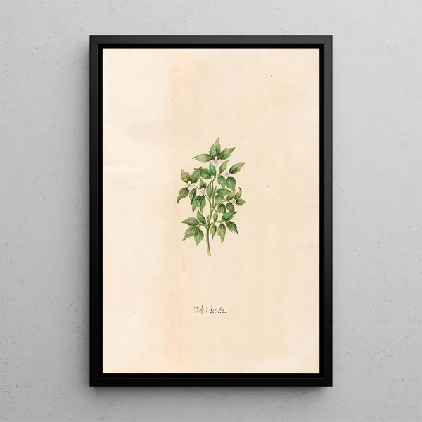 Rose de Jéricho - Magdalena Rosina Funck — framed artwork on a wall