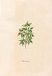 Rose de Jéricho - Magdalena Rosina Funck — artwork view