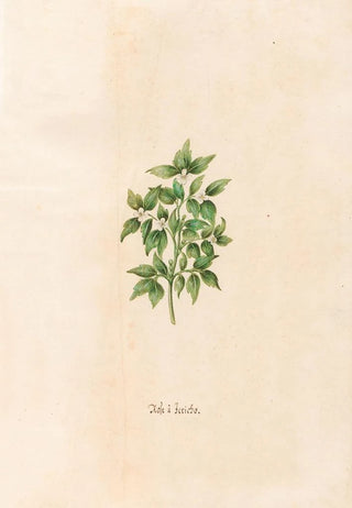 Magdelena Rosina Funck - Rose Jericho.webp