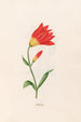 Red Lily - Magdalena Rosina Funck — artwork view