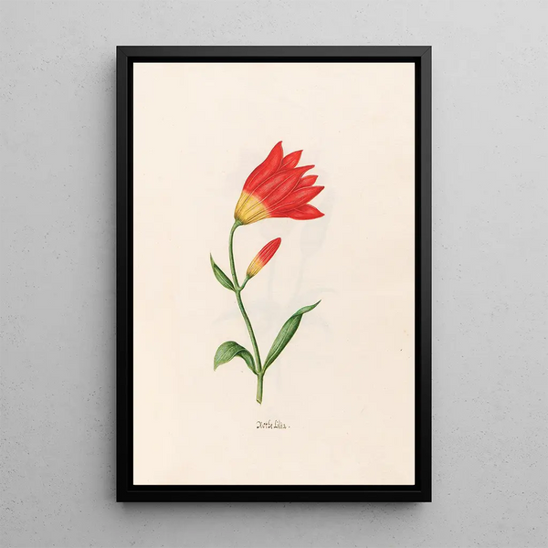 Red Lily - Magdalena Rosina Funck — framed artwork on a wall