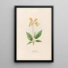 Primrose - Magdalena Rosina Funck — framed artwork on a wall